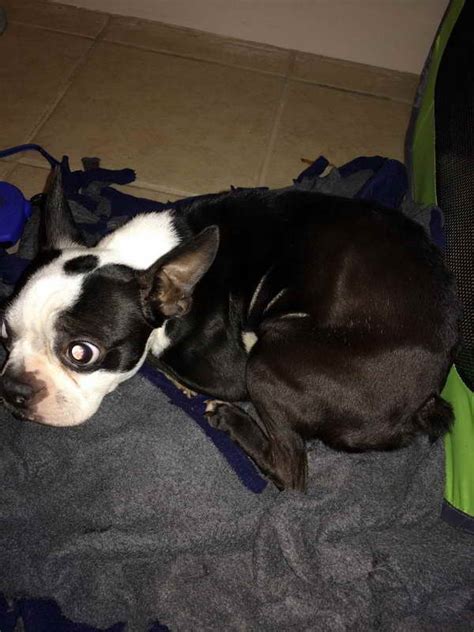 Boston terrier rescue of new england - Cost Of Adoption At The Southern Nevada Boston Terrier Rescue. There is no application fee; however, the adoption fee varies per age. Age of Boston Terrier. Cost of Adoption. Under 1 year old. $500. 1 to 4 years old. $400. 5 to 8 years old.